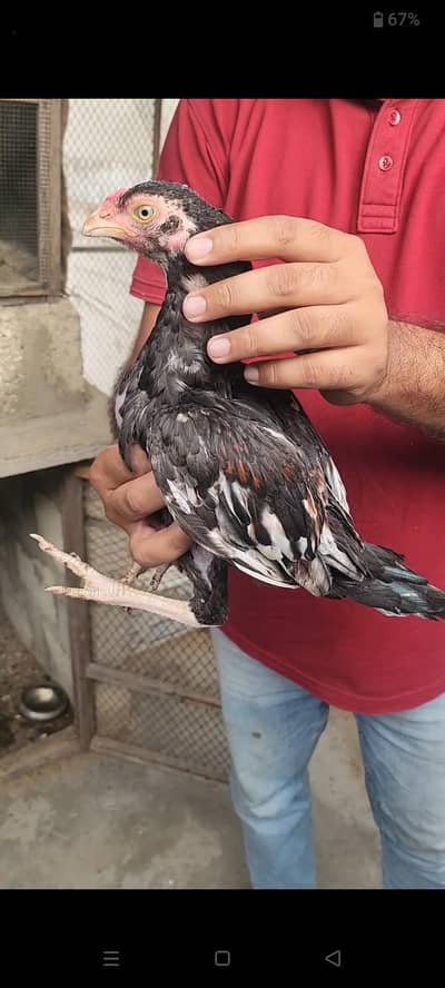 PURE AMROHA ASEEL