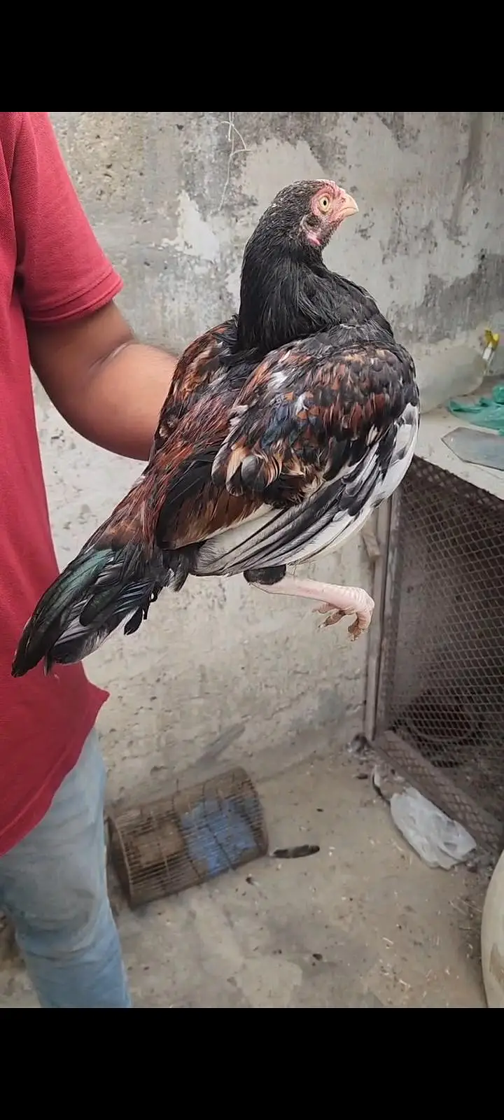 PURE AMROHA ASEEL — photo 10
