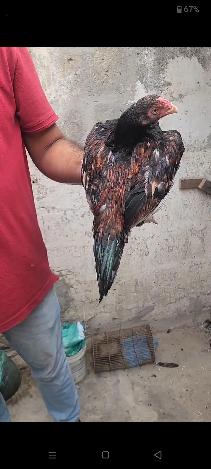 PURE AMROHA ASEEL — photo 11