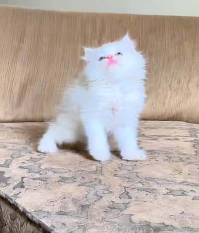 Persian kitten triple cot. for. . sale my WhatsApp03490273783
