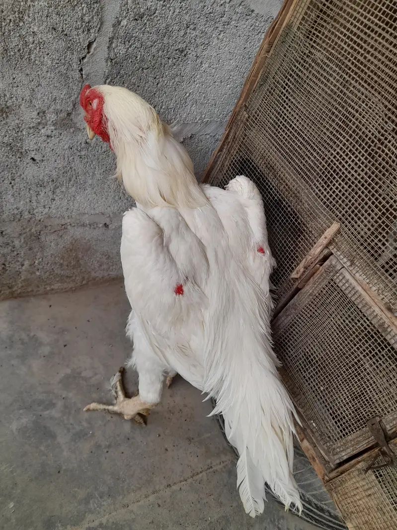 O Shamo male — photo 2