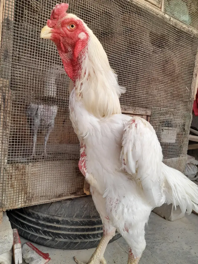 O Shamo male — photo 3