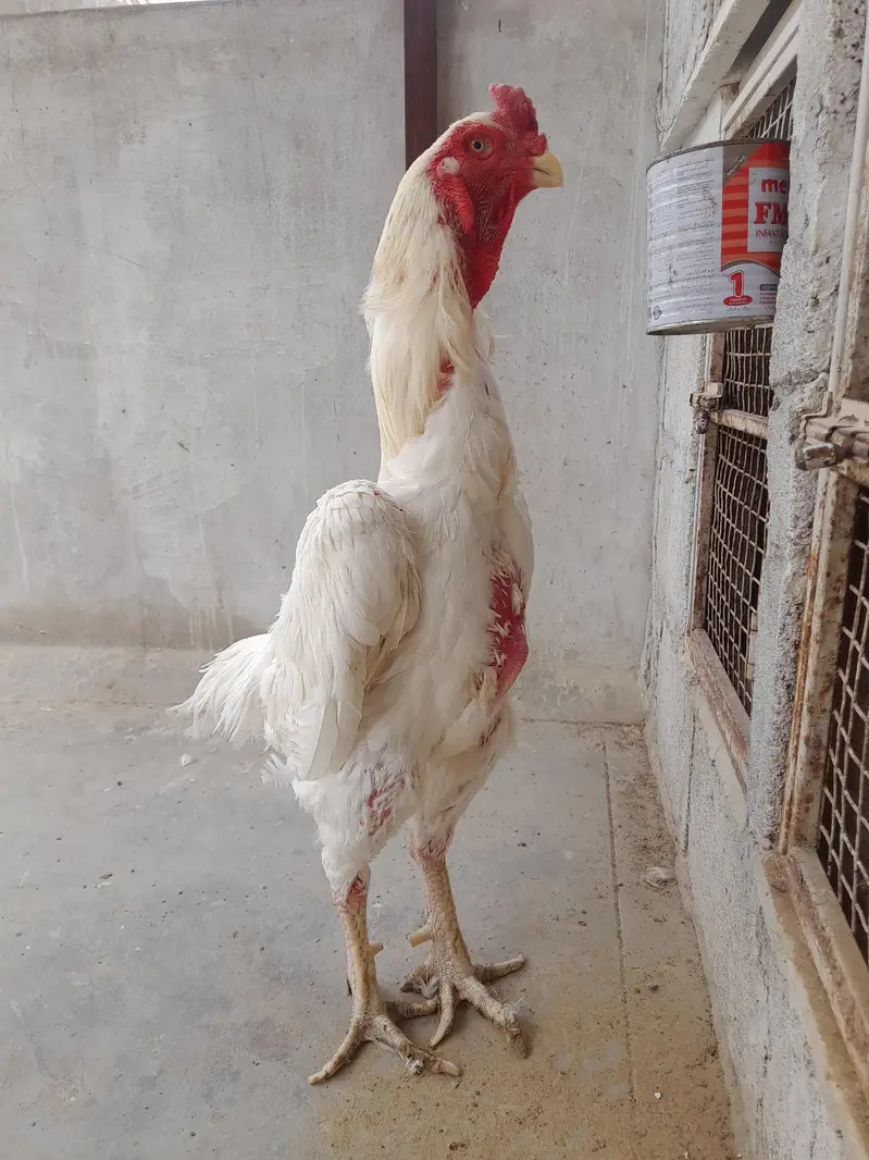 O Shamo male — photo 6