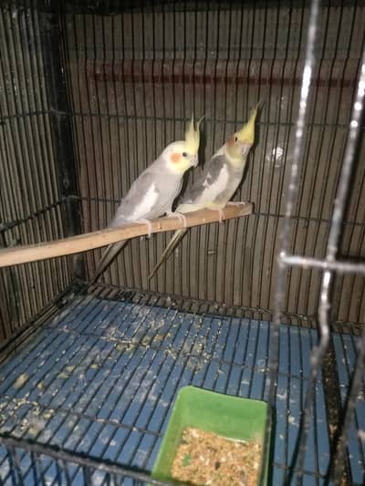 2 quality jumbo size males