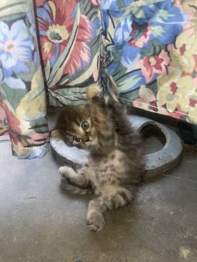 3 babies cat