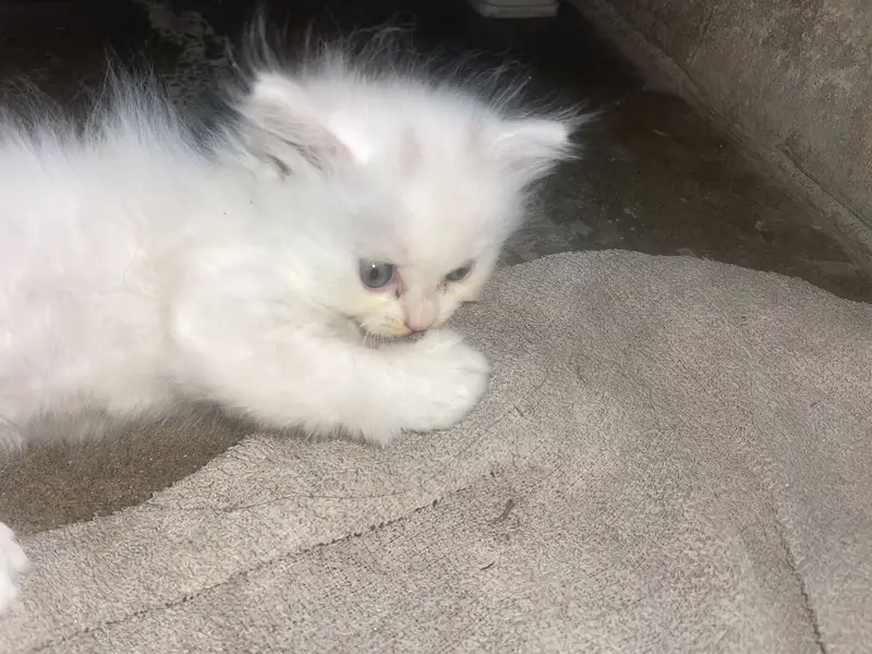 3 babies cat — photo 2