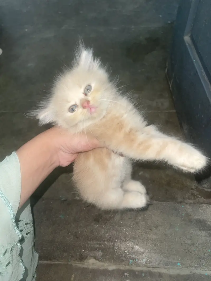 3 babies cat — photo 3
