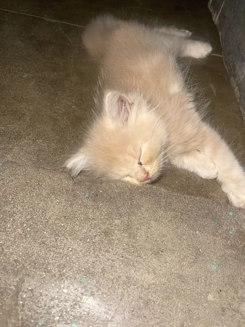 3 babies cat — photo 4