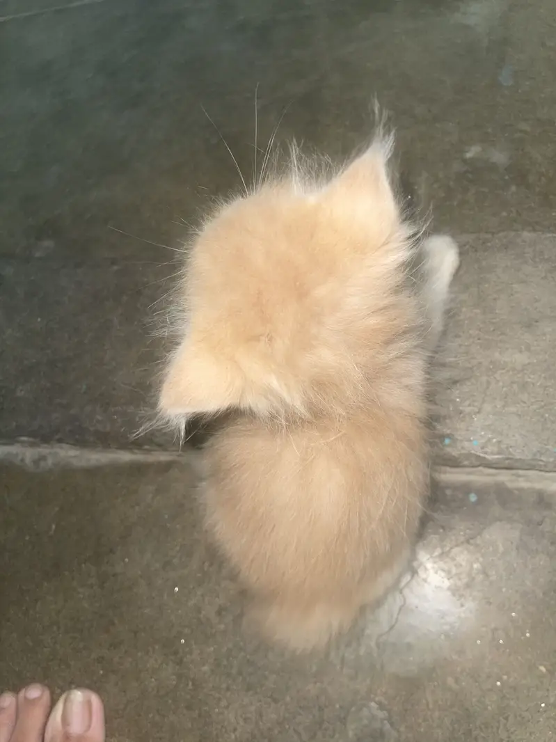 3 babies cat — photo 5