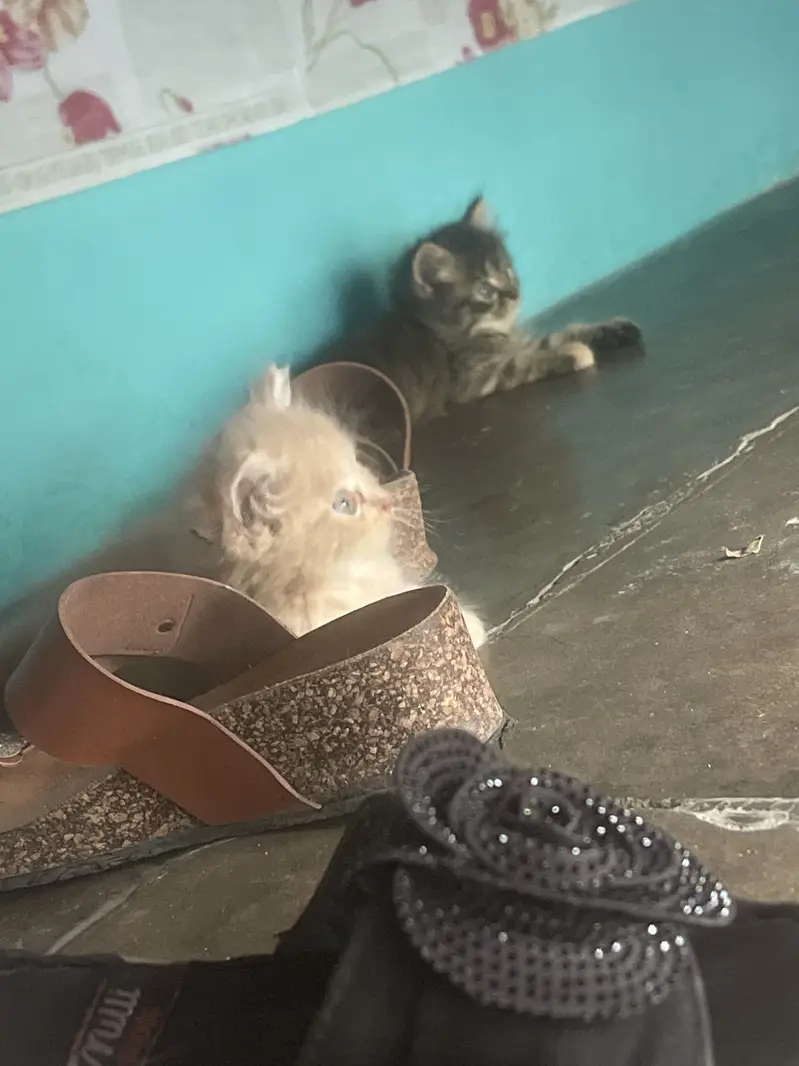 3 babies cat — photo 6