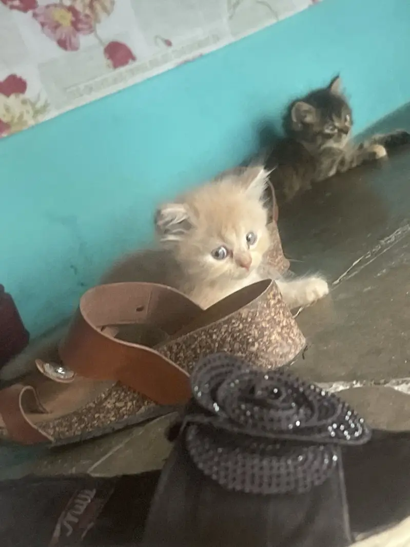 3 babies cat — photo 7