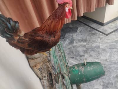 rooster/Desi murga