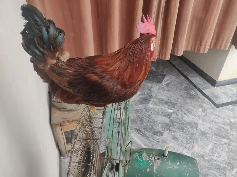 rooster/Desi murga — photo 2