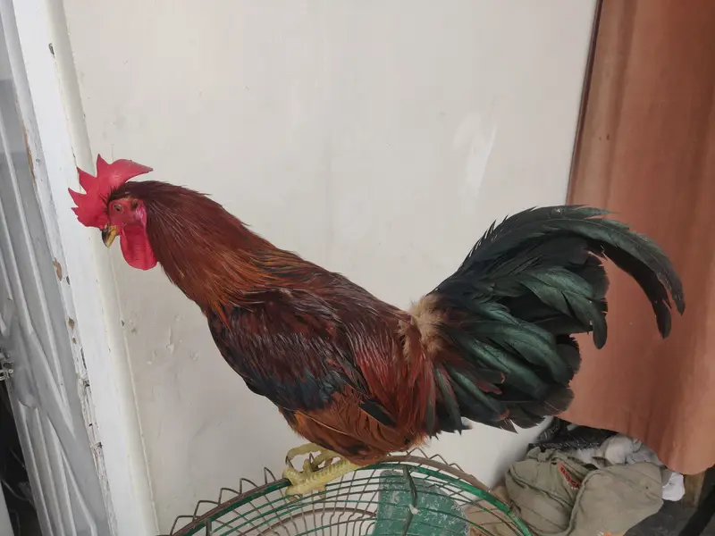 rooster/Desi murga — photo 3