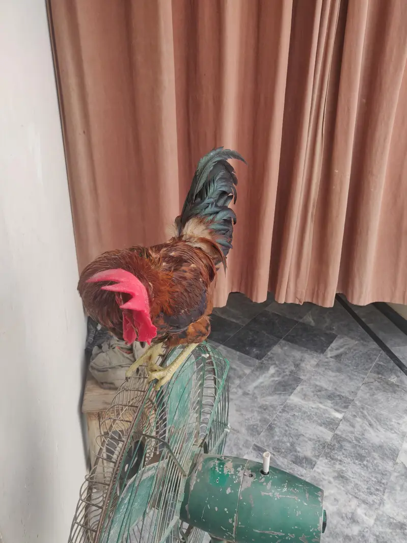rooster/Desi murga — photo 4