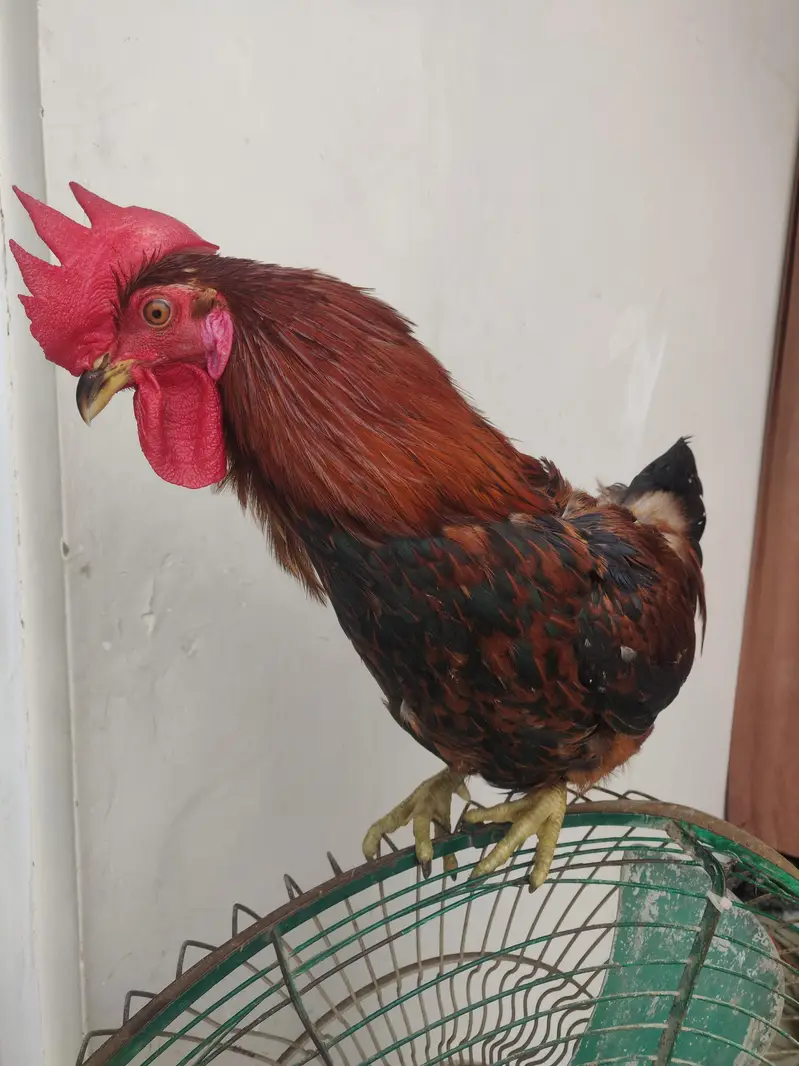 rooster/Desi murga — photo 5