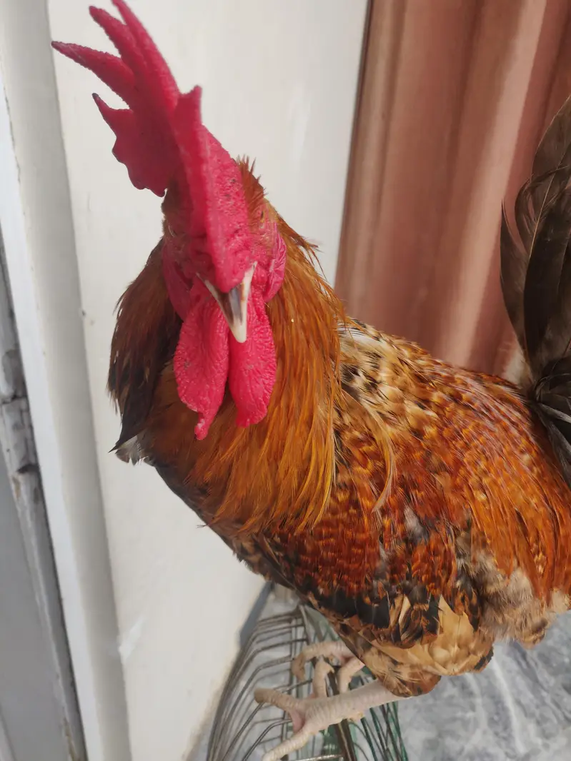 rooster/Desi murga — photo 6