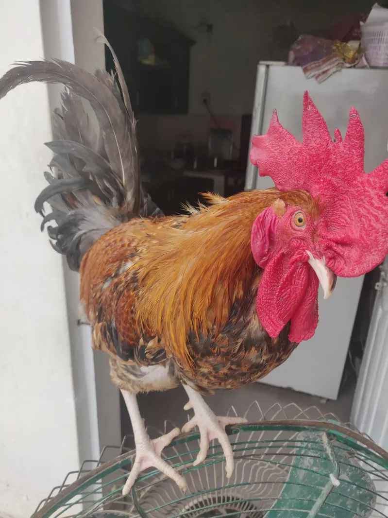 rooster/Desi murga — photo 8