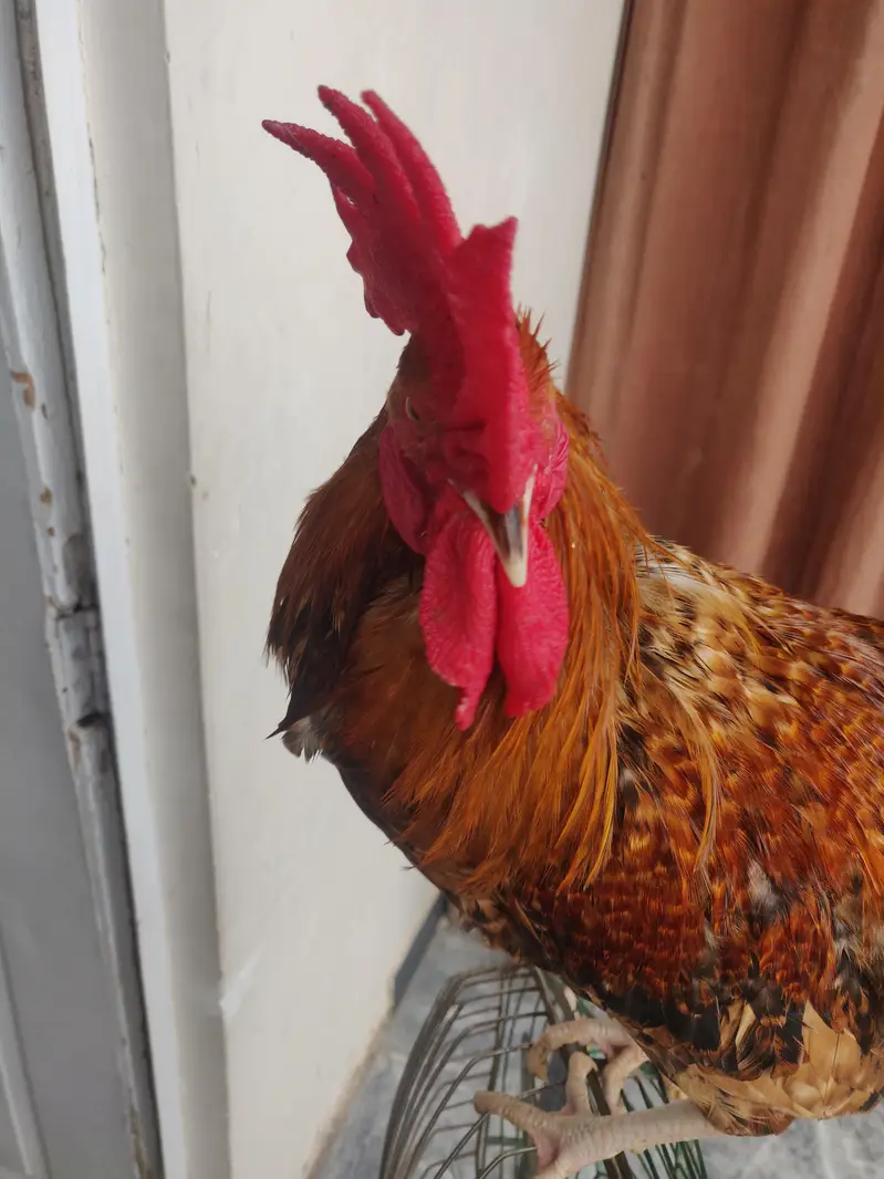 rooster/Desi murga — photo 9