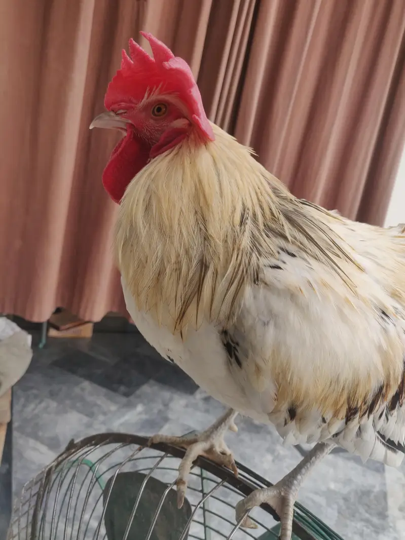 rooster/Desi murga — photo 10