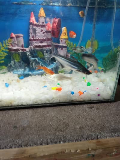 Fishis for sell