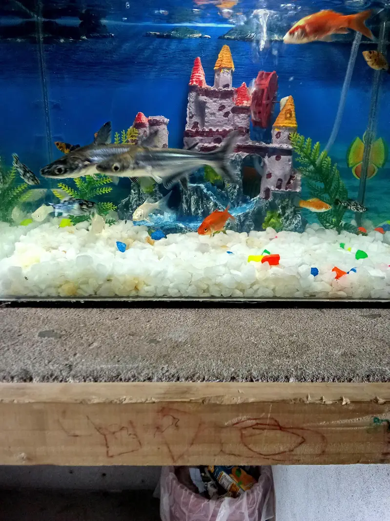 Fishis for sell — photo 2