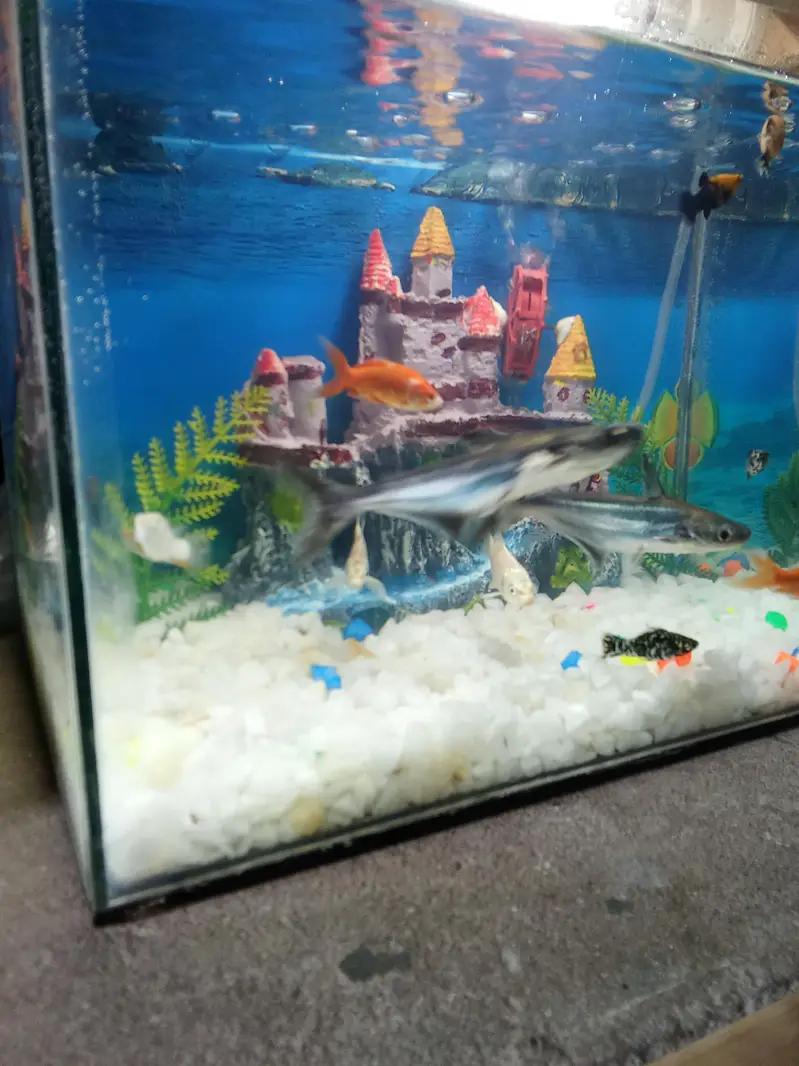 Fishis for sell — photo 3