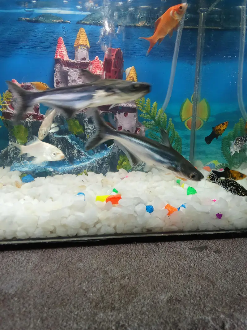 Fishis for sell — photo 4