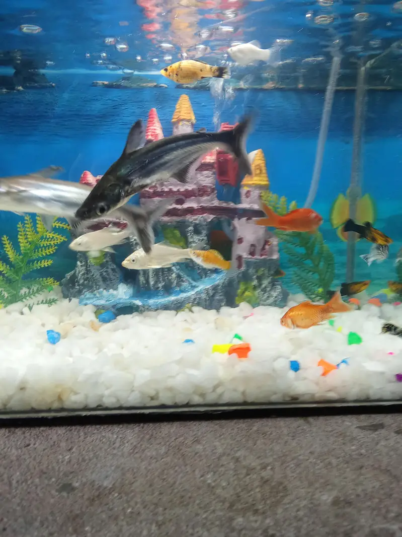 Fishis for sell — photo 5