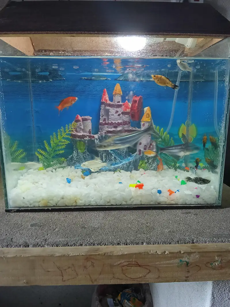 Fishis for sell — photo 6