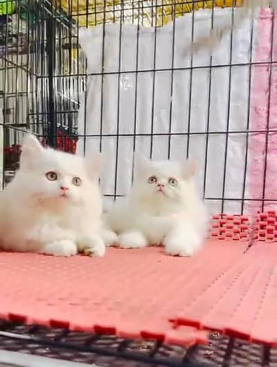 Persian kitten triple cot. for. . sale my WhatsApp03490273783