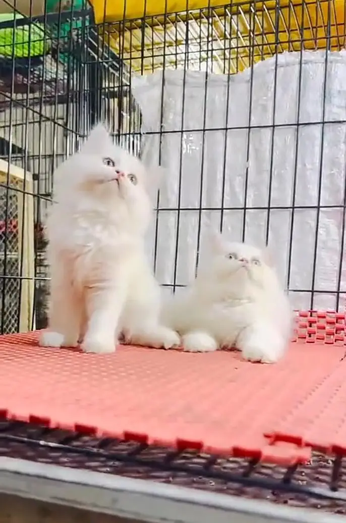 Persian kitten triple cot. for. . sale my WhatsApp03490273783 — photo 2