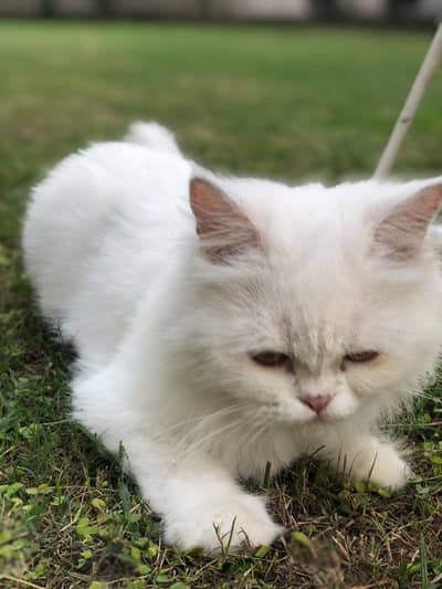 Female Persian Cat