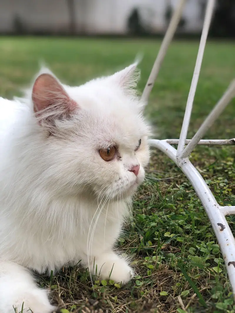 Female Persian Cat — photo 2