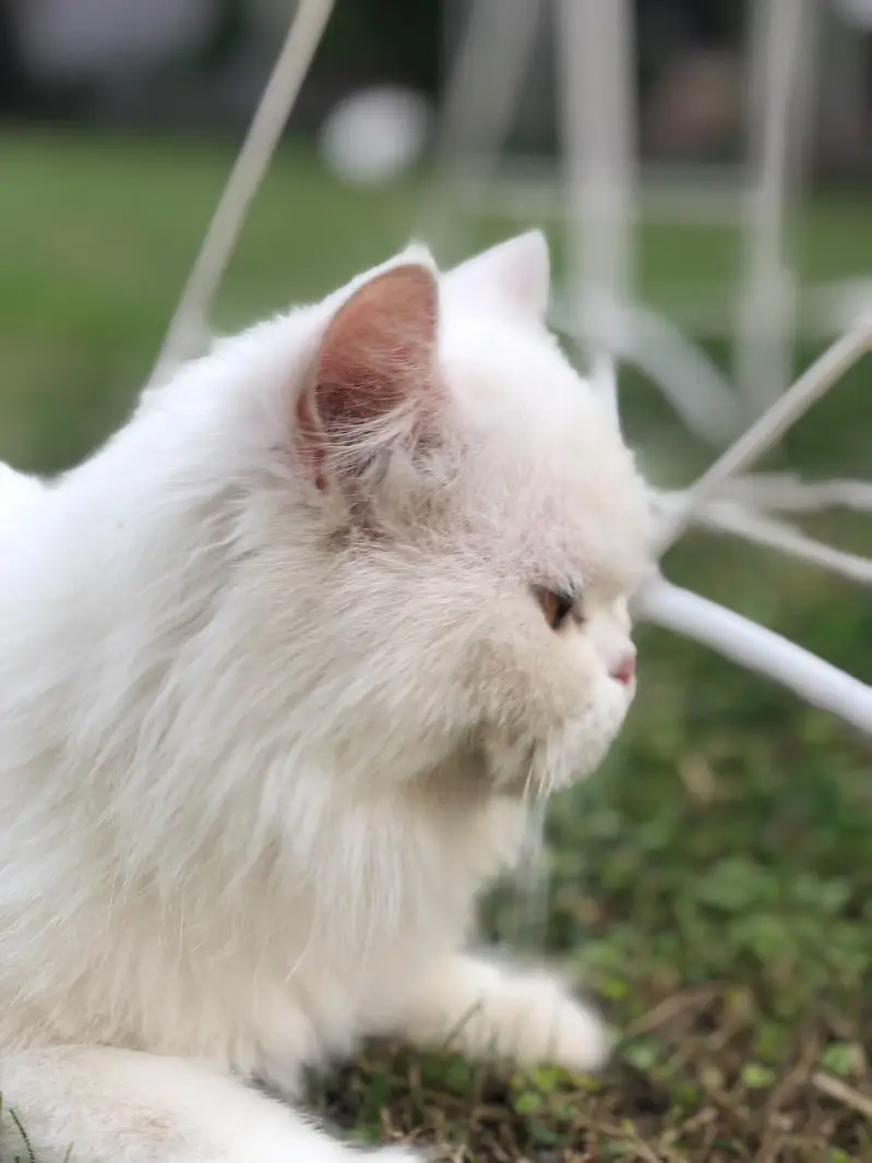 Female Persian Cat — photo 3