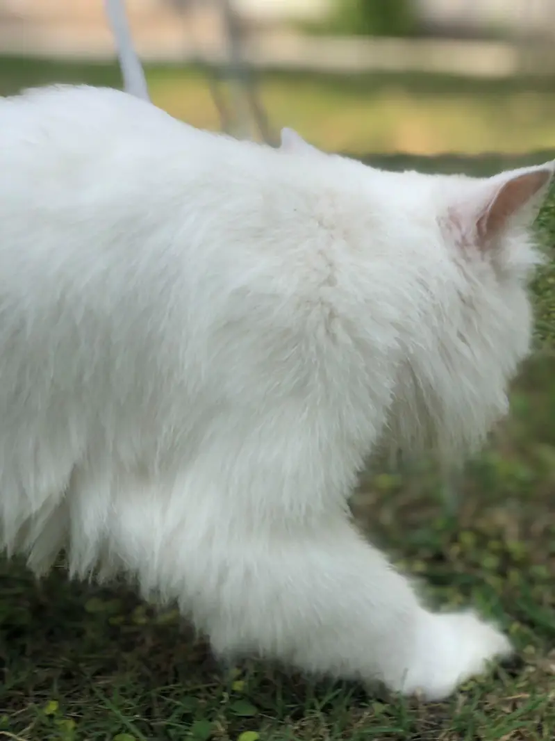 Female Persian Cat — photo 4
