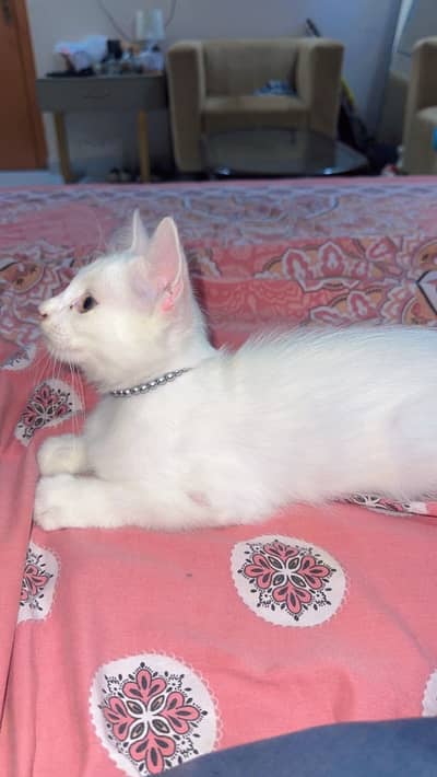 Persian white Kitten