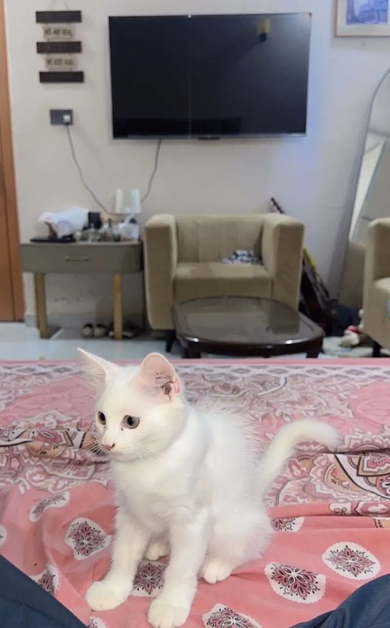Persian white Kitten — photo 2