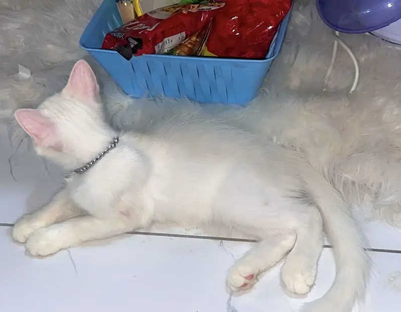Persian white Kitten — photo 3