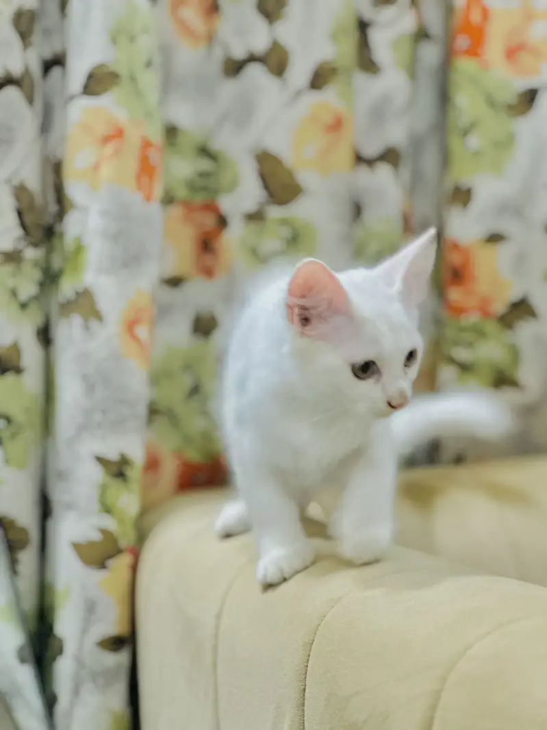 Persian white Kitten — photo 4