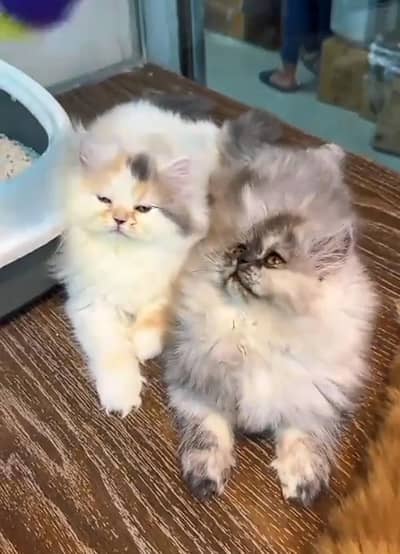 Persian kitten triple cot. for. . sale my WhatsApp03490273783