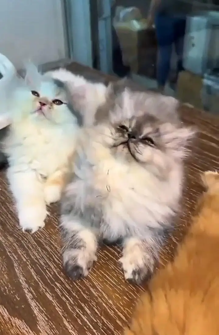 Persian kitten triple cot. for. . sale my WhatsApp03490273783 — photo 2