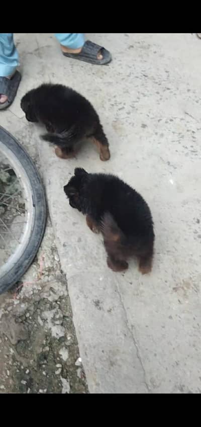 German Sheperd