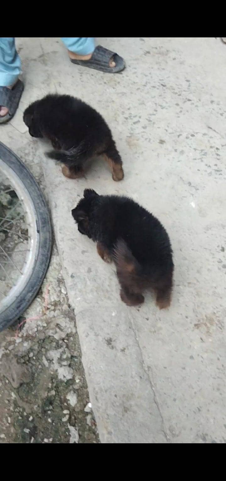 German Sheperd 0