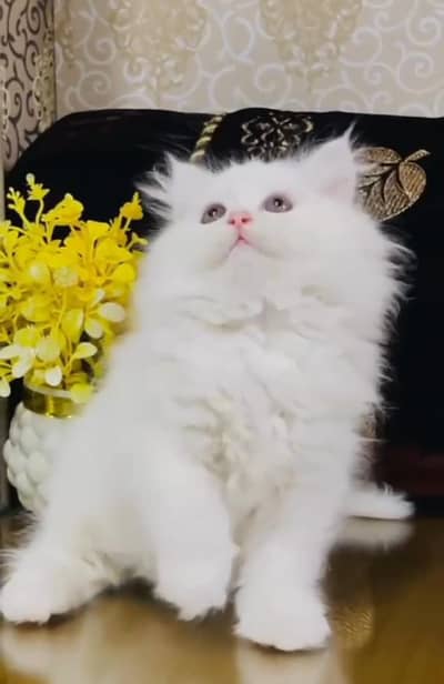 Persian kitten triple cot. for. . sale my WhatsApp03490273783