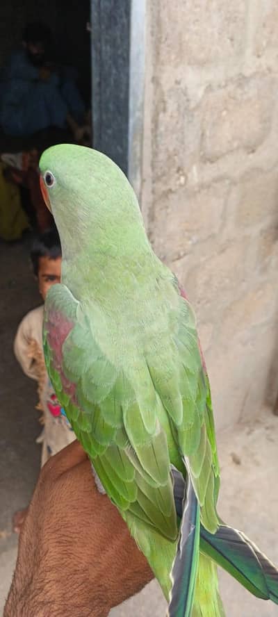 parrot