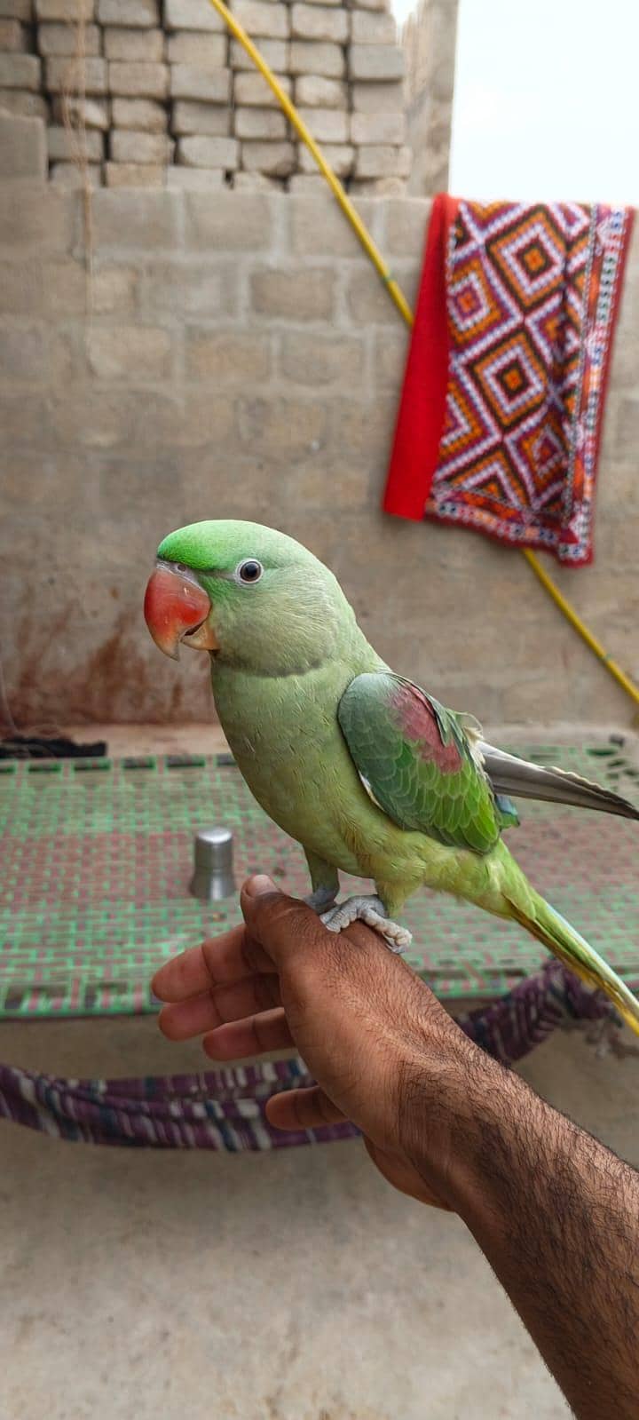 parrot 1