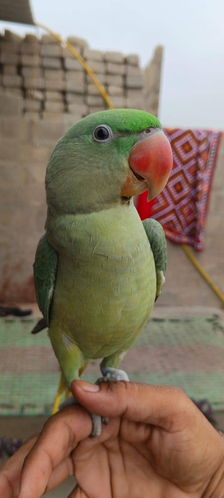 parrot 2