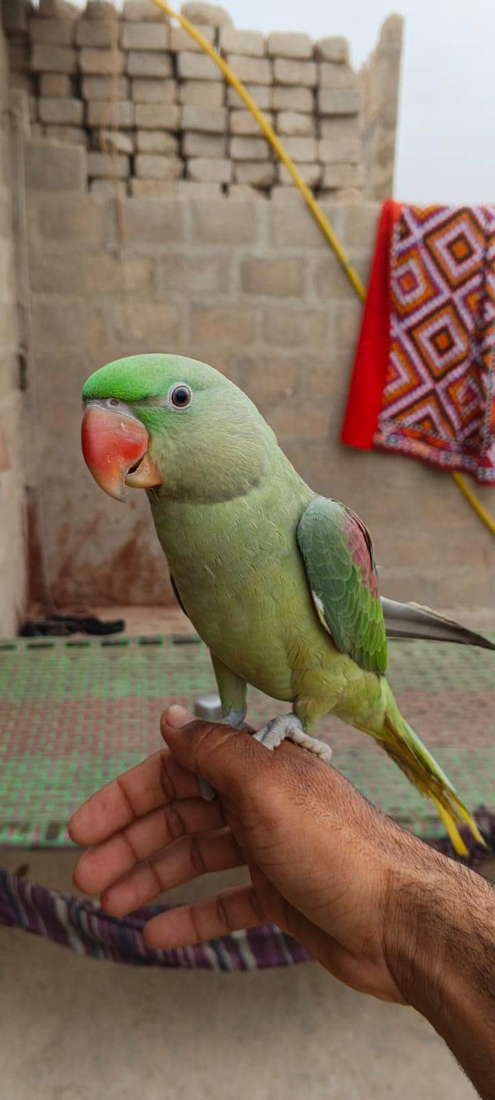 parrot 3