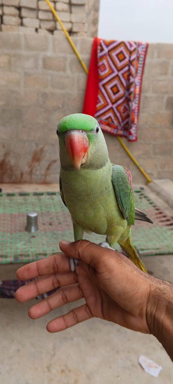 parrot 4